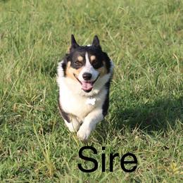 Cinch - Pembroke Welsh Corgi