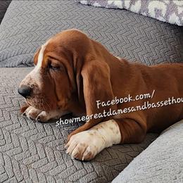 Grey Collar - Mahogany and white female Basset Hound puppy in Alton, Illinois from Show Me Great Danes and Basset Hounds