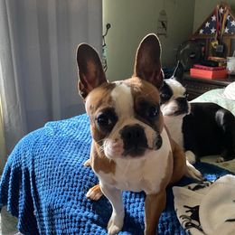 Ivy - Boston Terrier