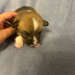 Skipper - Red male Pembroke Welsh Corgi puppy in Maupin, Oregon from Bailey Nannini