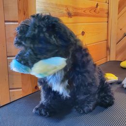 Valentino Blu - Black male Havanese puppy in Manchester, Texas from Darrtfarms