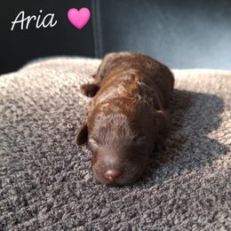 Aria - Chocolate female Goldendoodle puppy in Eau Claire, Wisconsin from Fisher River Doodle's