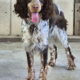 Aphia - English Springer Spaniel
