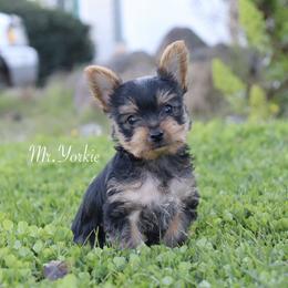 Yorkshire Terrier Puppies from Mr.Yorkie