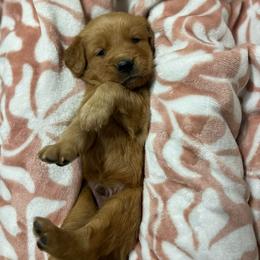Pistachio - Golden male Golden Retriever puppy in Sandy, Oregon from Treasured K-9s