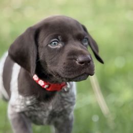 German Shorthaired Pointer Puppies from Upland Points Gun Dogs