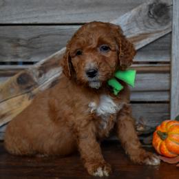 Male 4 of 4 - Apricot male Goldendoodle puppy in Macedon, New York from Toodles Goldendoodles