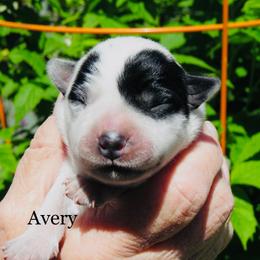 Avery - Blue female Australian Cattle Dog puppy in Redding, California from Macushla Kennel