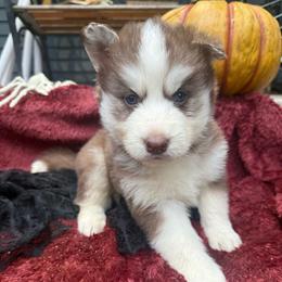 Freddy - Red and white male Siberian Husky puppy in Ravena, New York from Osiris’s Siberians & Pomskies