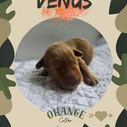 Orange Collar - Venus - Yellow female Labrador Retriever puppy in Sumerduck, Virginia from Cedar Mountain Retrievers