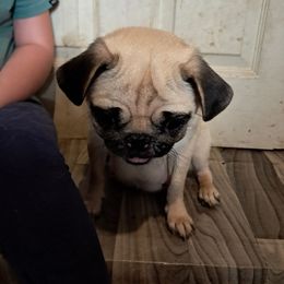 Pepsi - Pug