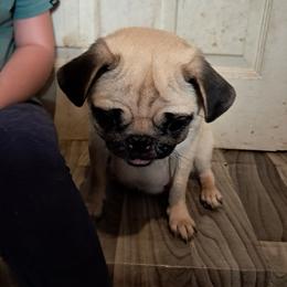 Pepsi - Pug