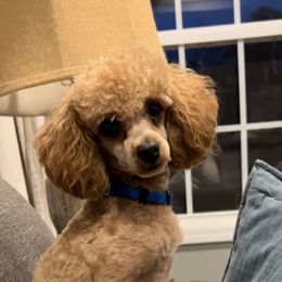 Rudy - Poodle