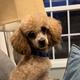 Rudy (AKC registered)