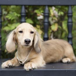 Isaac is 4500dollars - Cream male Dachshund puppy in Crystal, Michigan from Mare-bella Dachshunds