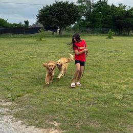 Golden Retriever puppies from Enchanted Goldens & Corgis