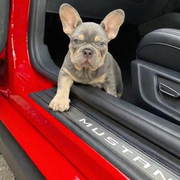 Boy 1 - Tricolors male French Bulldog puppy in Alexandria, Virginia from Boss Lady Kennel