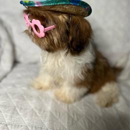 CKC Girl 2 - Red and white female Shih Tzu puppy in Houston, Texas from Paws n Claws