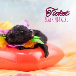 Ticket - Black female Mudi puppy in Villa Ridge, Missouri from Mythic Mudi