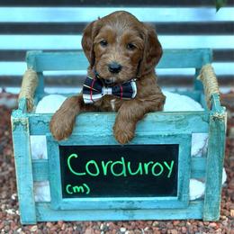 Corduroy - Red male Australian Labradoodle puppy in Citrus Heights, California from Elite Blend Labradoodles