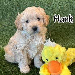 Hank - Apricot male Goldendoodle puppy in Nortonville, Kentucky from Deb’s KY Doodles