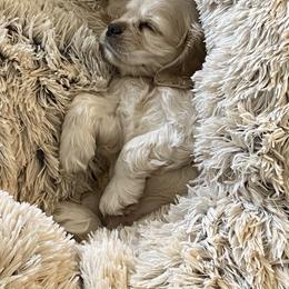 Cavalier King Charles Spaniel and Cocker Spaniel Puppies from Ray of Sunshine Spaniels LLC