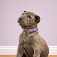 Molosser (Bully x) Puppies from Monumental Mastiffs