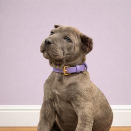 Molosser (Bully x) Puppies from Monumental Mastiffs
