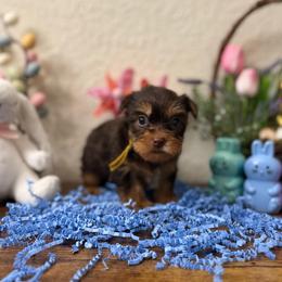 Ricky - Chocolate and tan male Yorkshire Terrier puppy in Jacksonville, Florida from TLJ Choco Yorkie Love