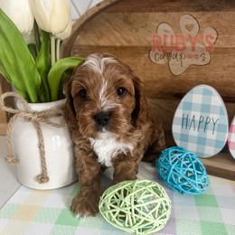 Cavapoo Puppies from Ruby's Cavapoos