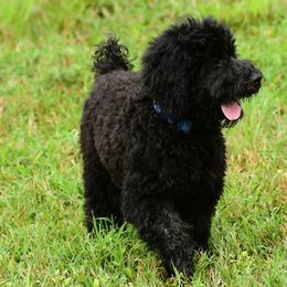 Sheepadoodle Puppies from Riley Grace Puppies