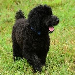Sheepadoodle Puppies from Riley Grace Puppies