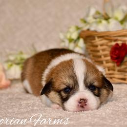 Maple - Red female Pembroke Welsh Corgi puppy in East Canton, Ohio from Victorian Farms