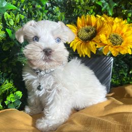 Jaime - Wheaten male Miniature Schnauzer puppy in Menifee, California from Moonshine’s Minis
