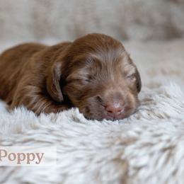 Girl 1 - female Dachshund puppy in Liberty Hill, Texas from CTX Doxies