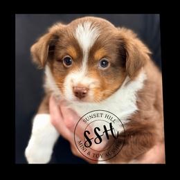 Finn - Red tri-color male Miniature American Shepherd puppy in Arcanum, Ohio from Sunset Hill Mini & Toy Aussies