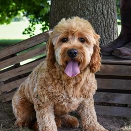 Teddy - Goldendoodle