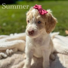 Summer - Apricot female Aussiedoodle puppy in Claremont, North Carolina from Magnolia Grove Farms