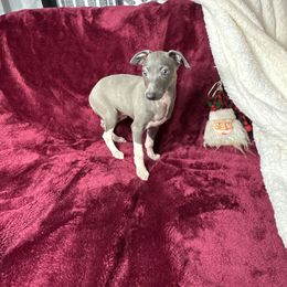 Teddy - Blue male Italian Greyhound puppy in Wilkes Barre, Pennsylvania from Laraz Pupz