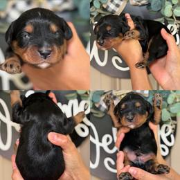 Cowboy - Black and tan male Assorted Doodle Crosses puppy in Yuciapa, California from AlltheDoodlez_