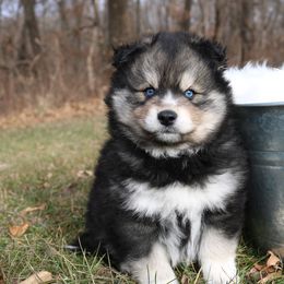 Pomeranian and Pomsky Puppies from Husky Hill Kennel