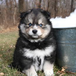 Pomeranian and Pomsky Puppies from Husky Hill Kennel
