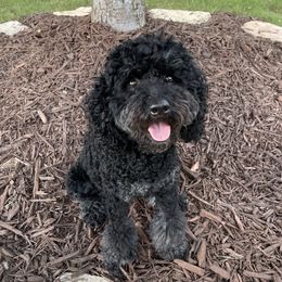 Reign - Poodle