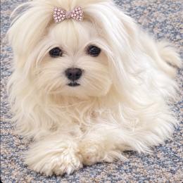 Sugar Plum - Maltese
