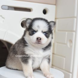 Rocco - Gray and white male Pomsky puppy in Coos Bay, Oregon from Ocean View Pomskies