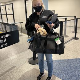 Labrador Retriever Puppies from Armory Labradors