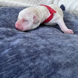 Girl 1 - Yellow female Labrador Retriever puppy in Temecula, California from Oak Valley Labradors