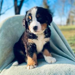 Andrew--Green collar - Black rust and white male Bernese Mountain Dog puppy in Greenwood, Delaware from A&A Greenwood Puppies