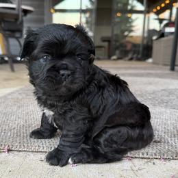 French Bulldog puppies from Hallowells red barn french bulldog's