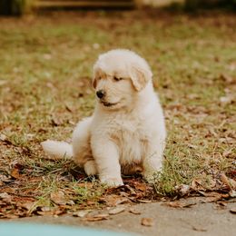 English Setter, Golden Retriever, and Gordon Setter Puppies from Katherine's Gordon Setters, English Setters, and Golden Retrievers
